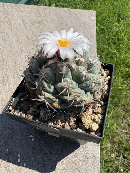Thelocactus hexaedrophorus